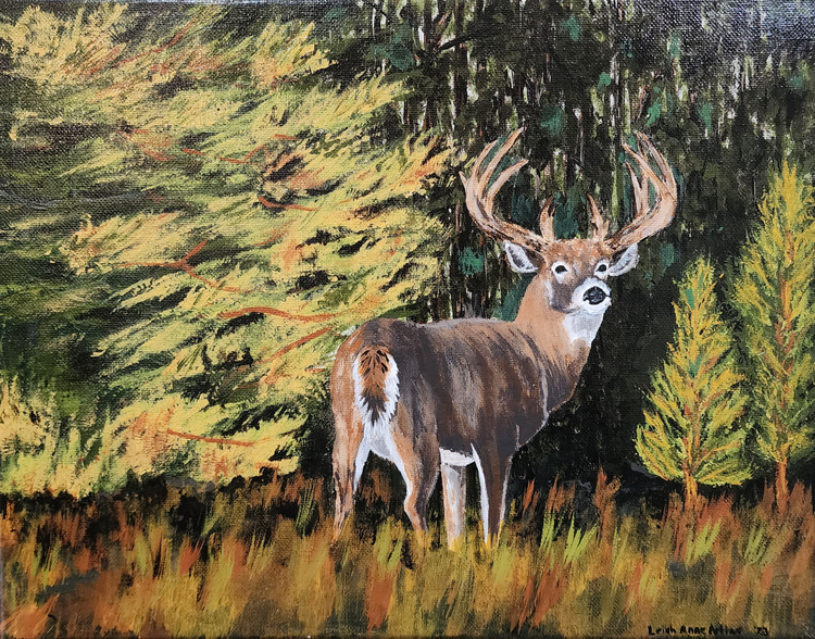 Wildlife Haven